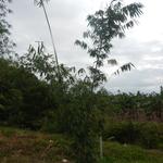20140728 Fazenda Coleção bambus bambuseto 003.jpg