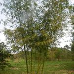 20140728 Fazenda Coleção bambus bambuseto 004.jpg