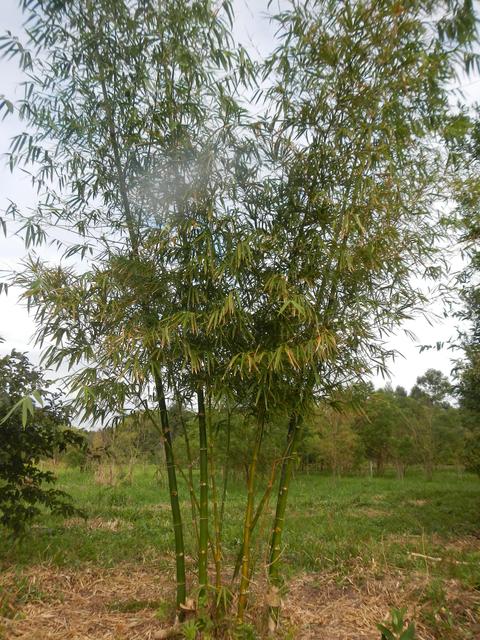 20140728 Fazenda Coleção bambus bambuseto 004.jpg
