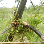 20140729 Fazenda Bambu bambuseto ramo lateral.jpg