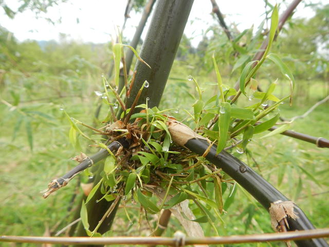20140729 Fazenda Bambu bambuseto ramo lateral.jpg