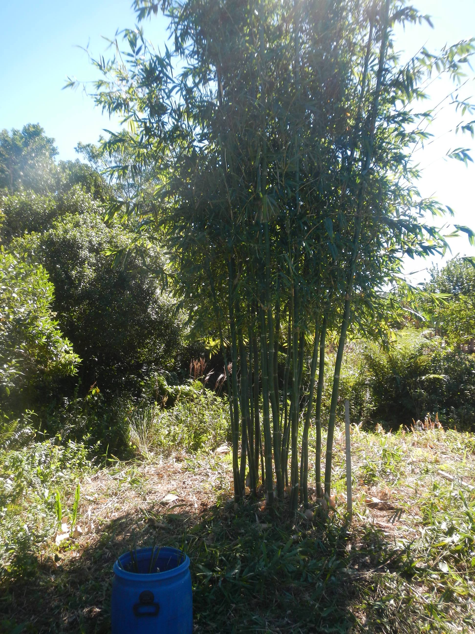 20140805 Fazenda Bambu Bambusa oldhamii bambuseto poda manejo 001.jpg