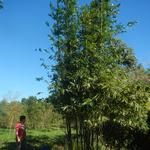 20140805 Fazenda Bambu Bambusa oldhamii bambuseto poda manejo 002.jpg