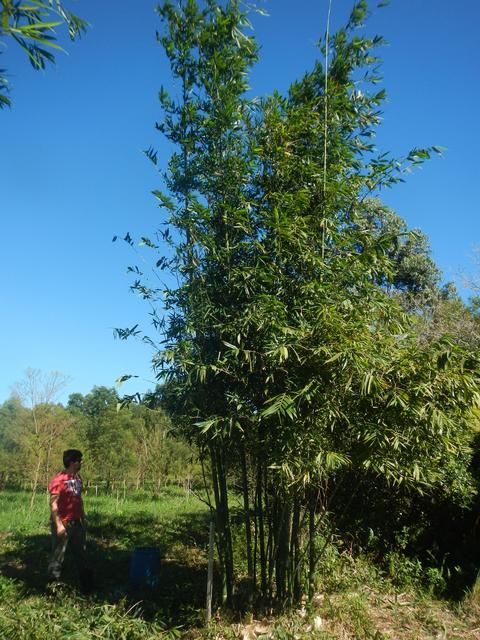 20140805 Fazenda Bambu Bambusa oldhamii bambuseto poda manejo 002.jpg
