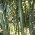 20140805 Fazenda Bambu Bambusa oldhamii bambuseto poda manejo 003.jpg
