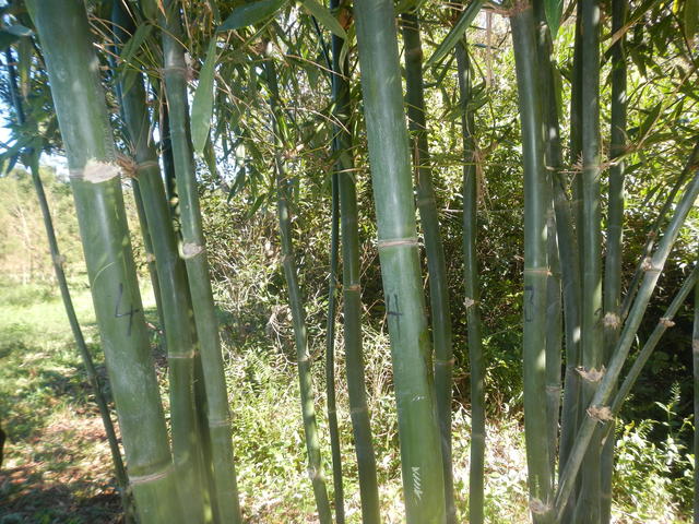 20140805 Fazenda Bambu Bambusa oldhamii bambuseto poda manejo 003.jpg