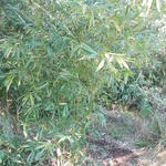 20140806 Fazenda Bambu Bambusa oldhamii cata-vento poda manejo 002.jpg
