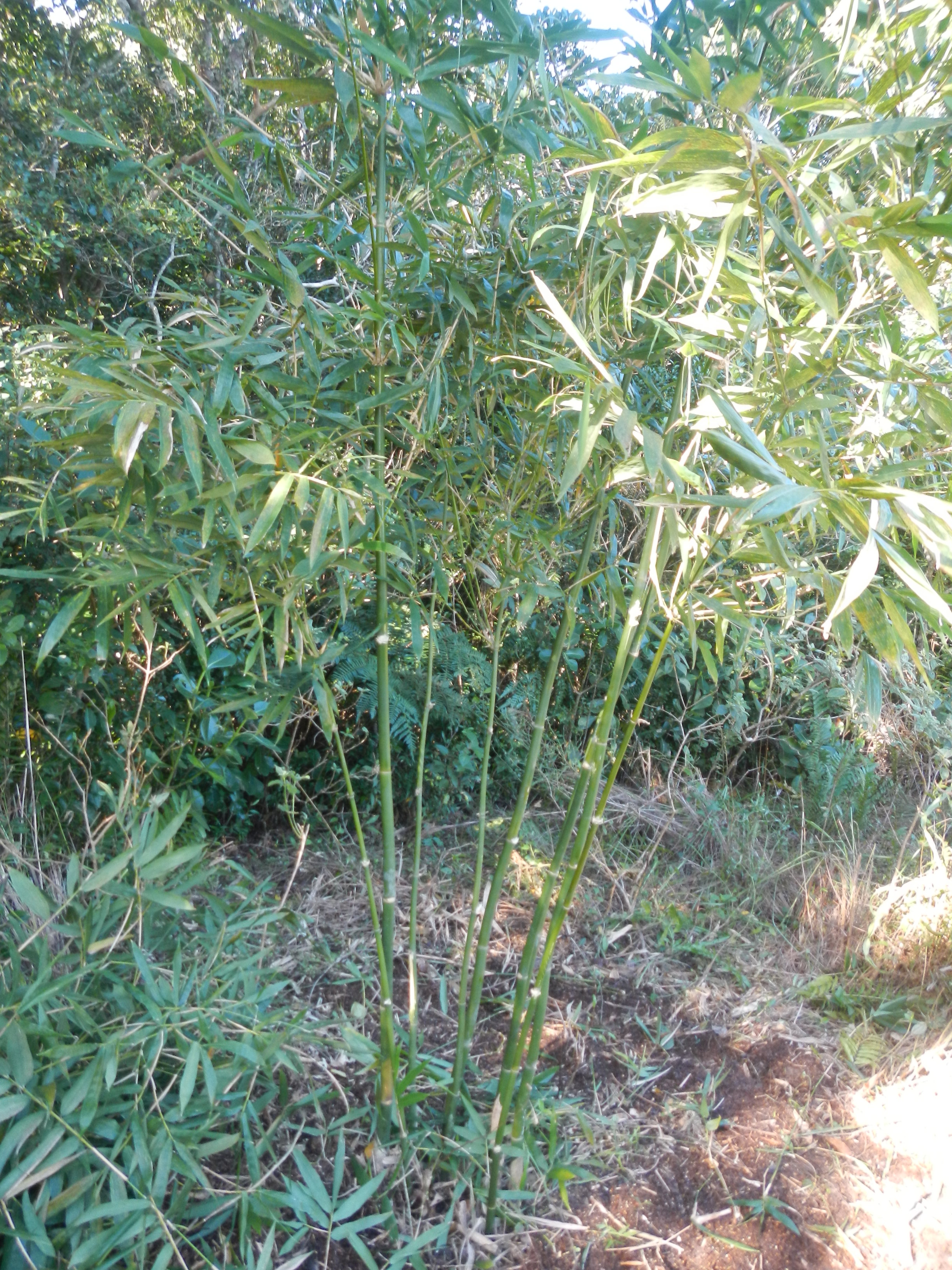 20140806 Fazenda Bambu Bambusa oldhamii cata-vento poda manejo 003.jpg