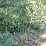 20140806 Fazenda Bambu Bambusa oldhamii cata-vento poda manejo 003.jpg
