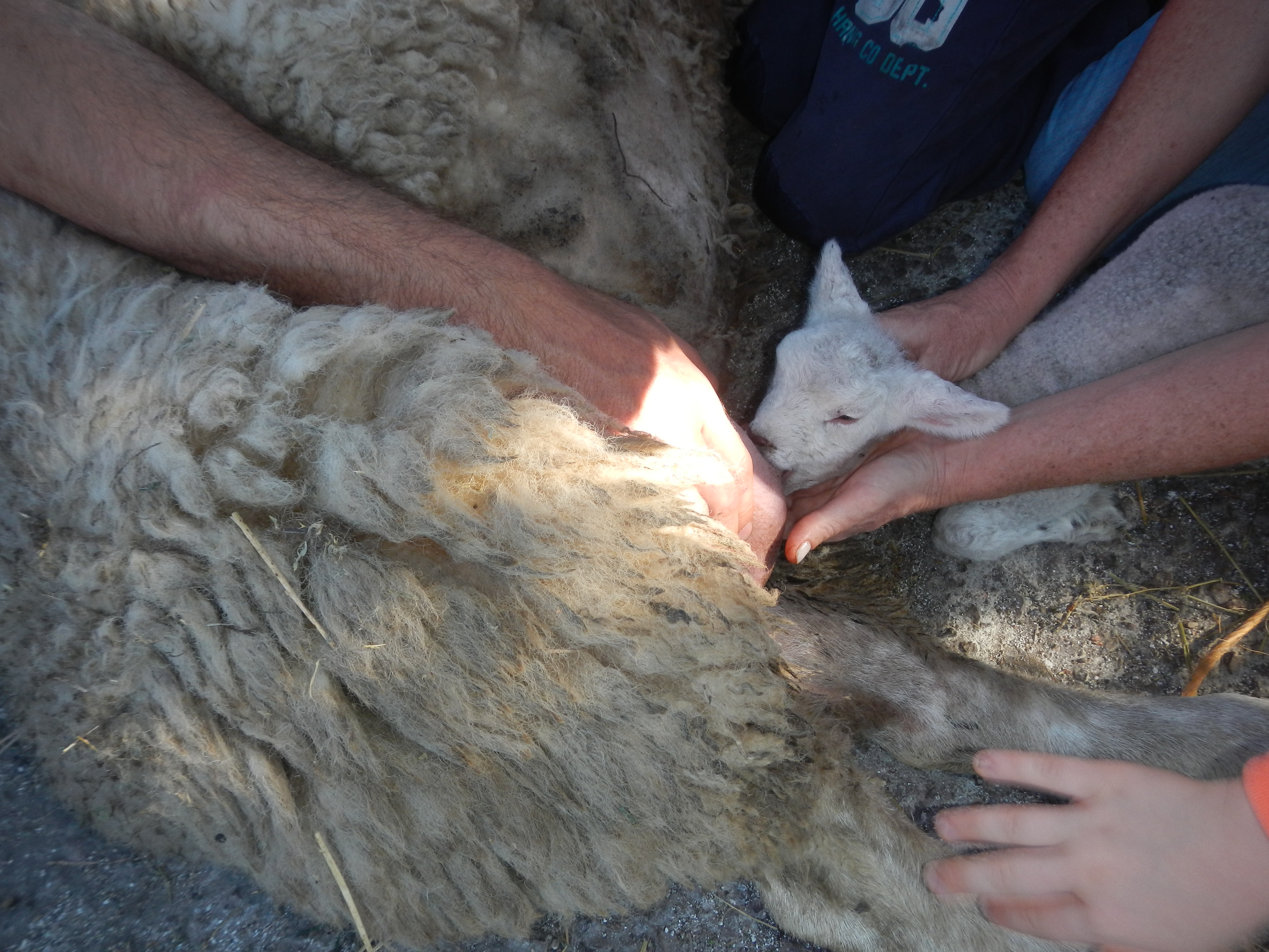 20140807 Fazenda Ovelhas ovinocultura cria nova mamando c ajuda 001.jpg