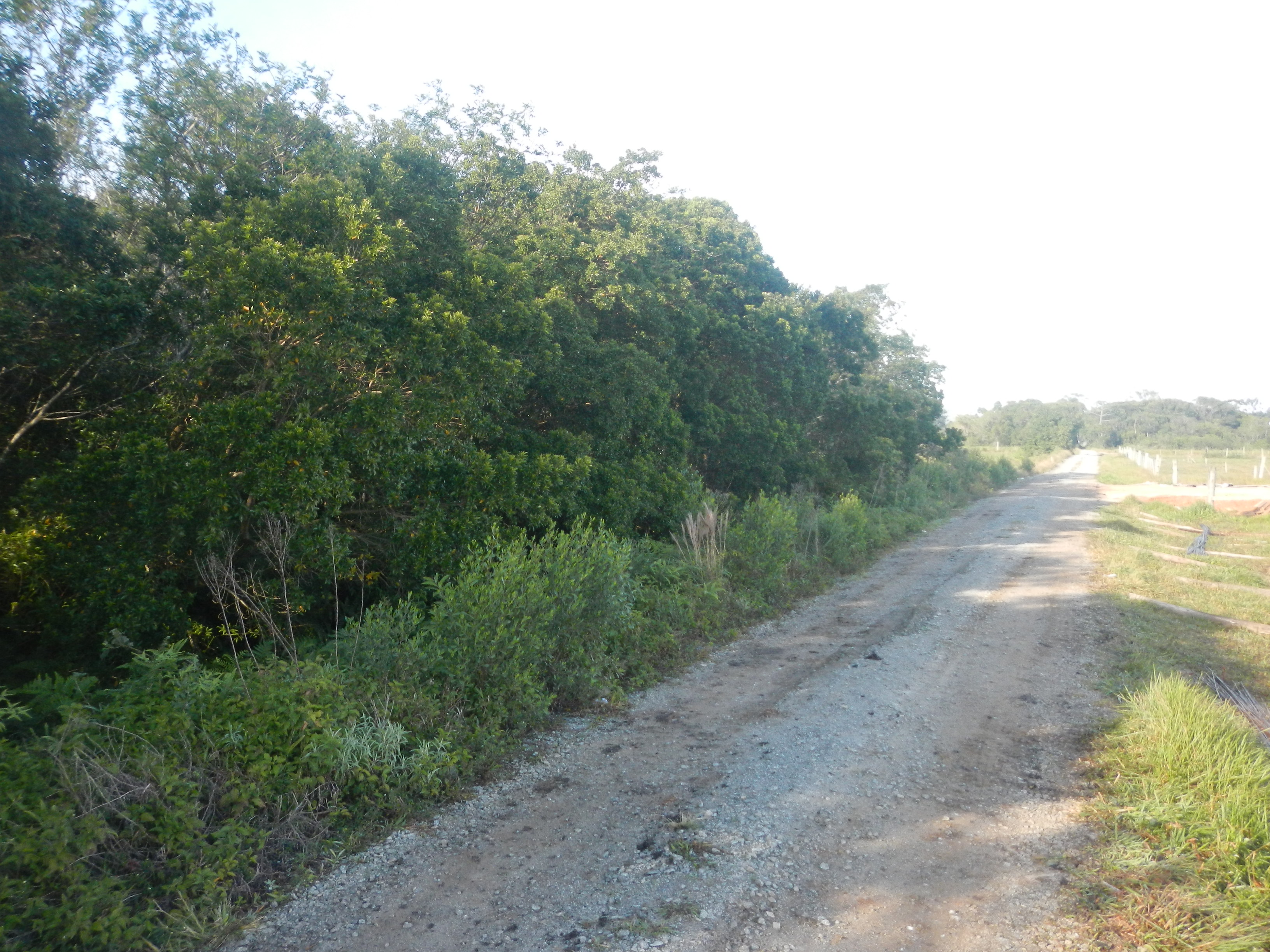 20140815 Fazenda Estradas principais e Árvores paisagens 010.jpg