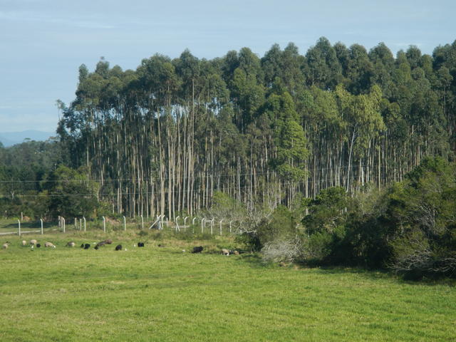 20140815 Fazenda Aérea da caixa da água silvicultura eucaliptos.jpg