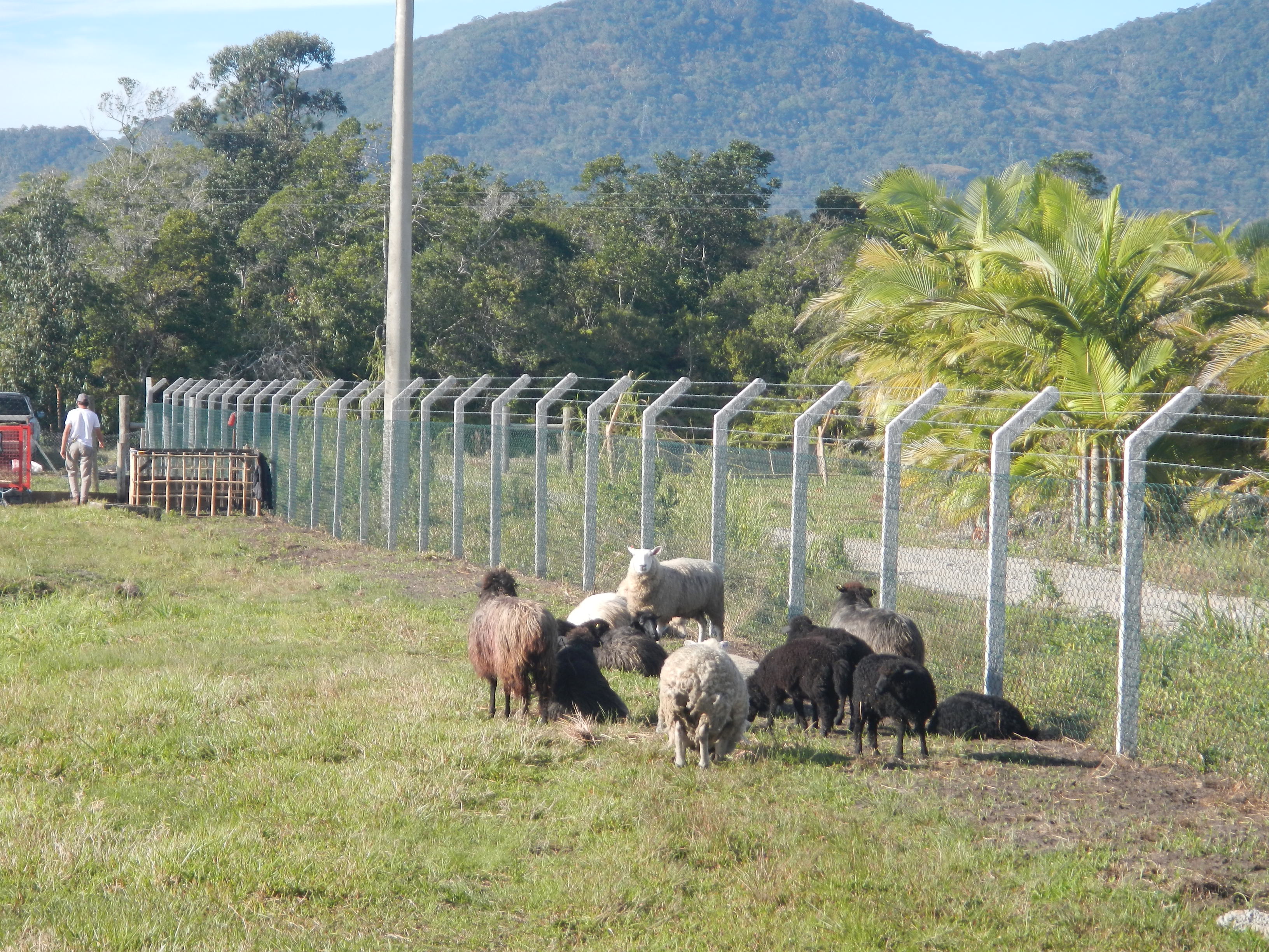 20140815 Fazenda Ovinocultura ovelhas zootecnia 002.jpg