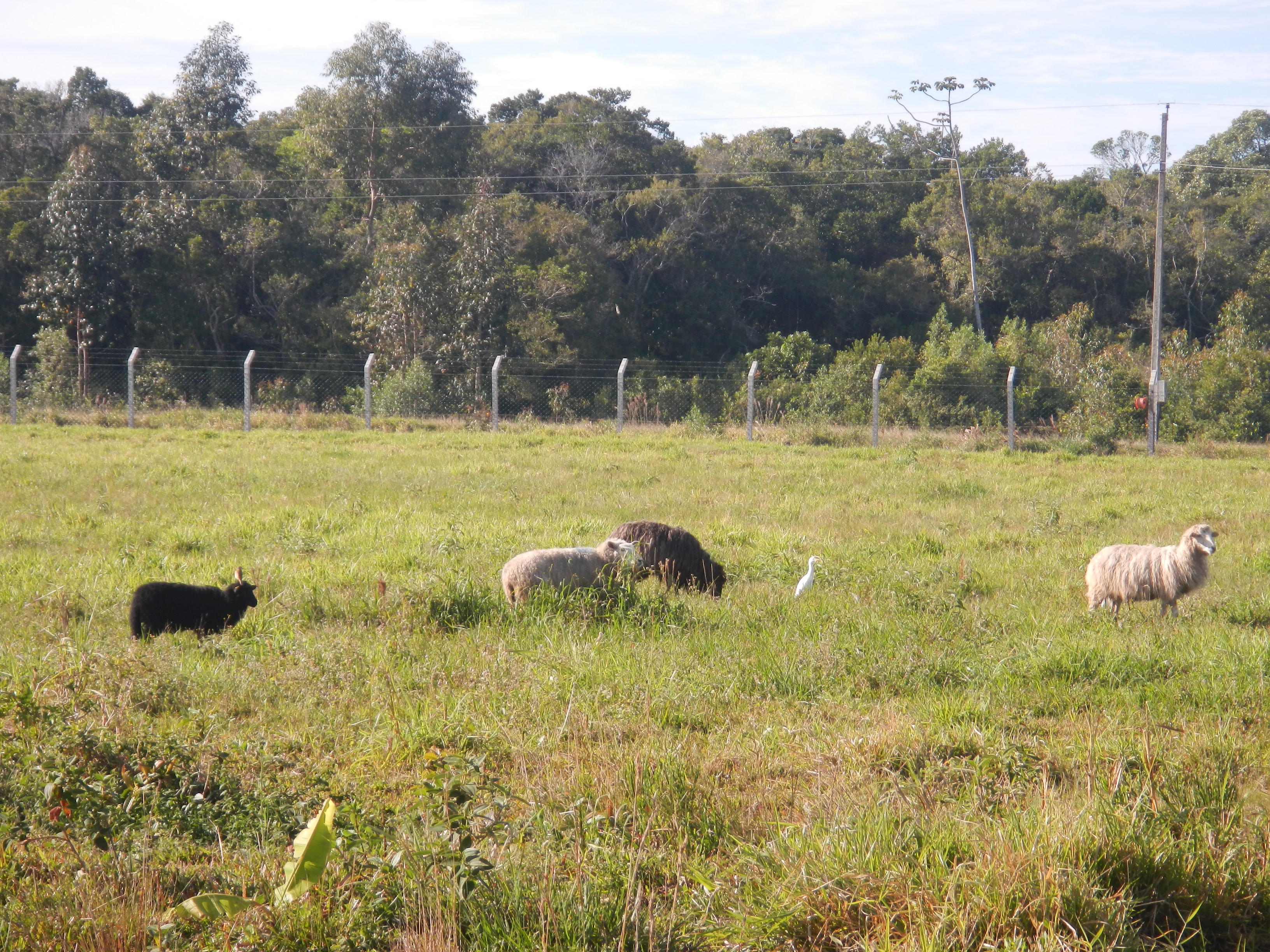 20140815 Fazenda Ovinocultura ovelhas zootecnia 003.jpg