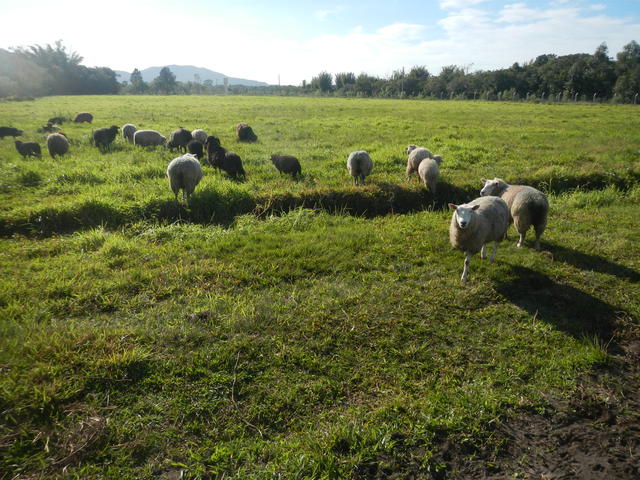 20140815 Fazenda Ovinocultura ovelhas zootecnia 004.jpg