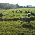 20140815 Fazenda Ovinocultura ovelhas zootecnia 005.jpg