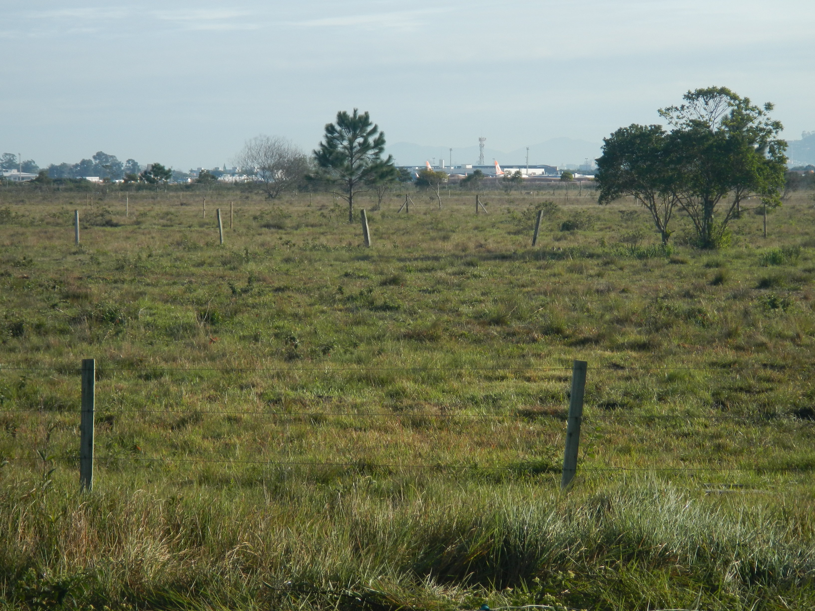 20140815 Fazenda Pastagem bovinos e aeroporto 001.jpg
