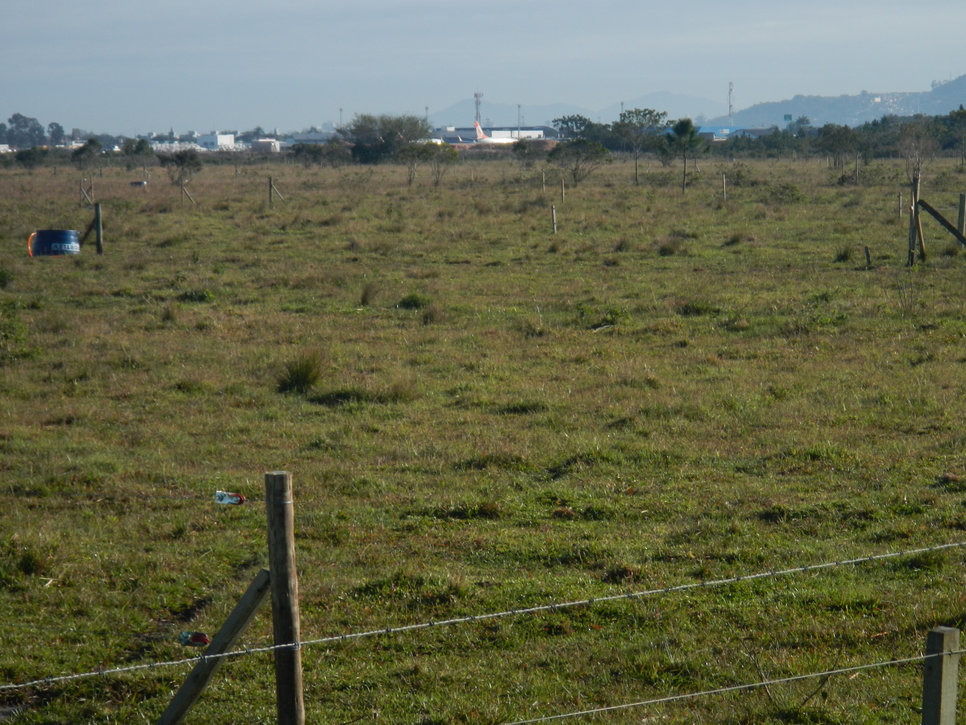 20140815 Fazenda Pastagem bovinos e aeroporto 002.jpg