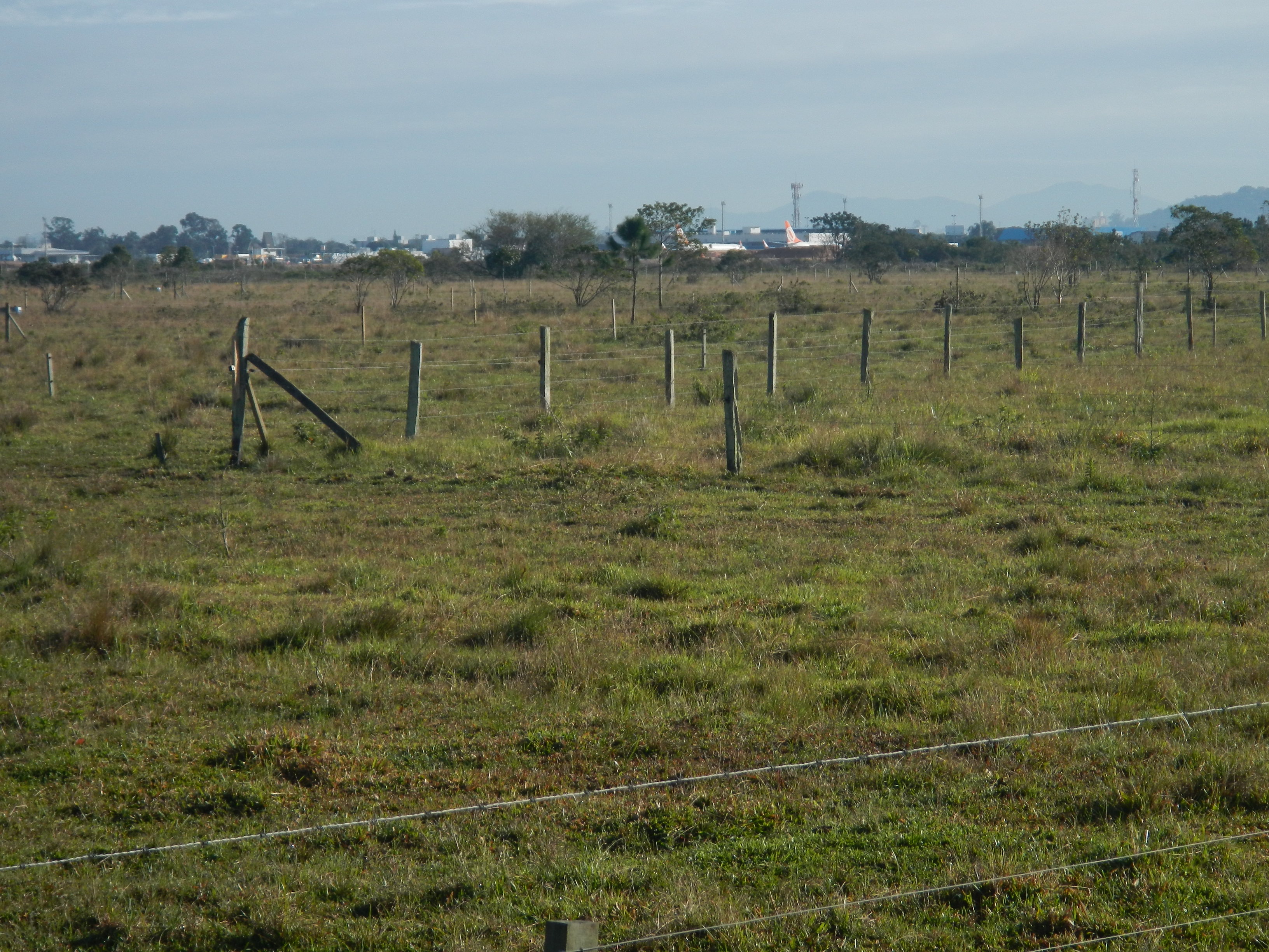 20140815 Fazenda Pastagem bovinos e aeroporto 003.jpg