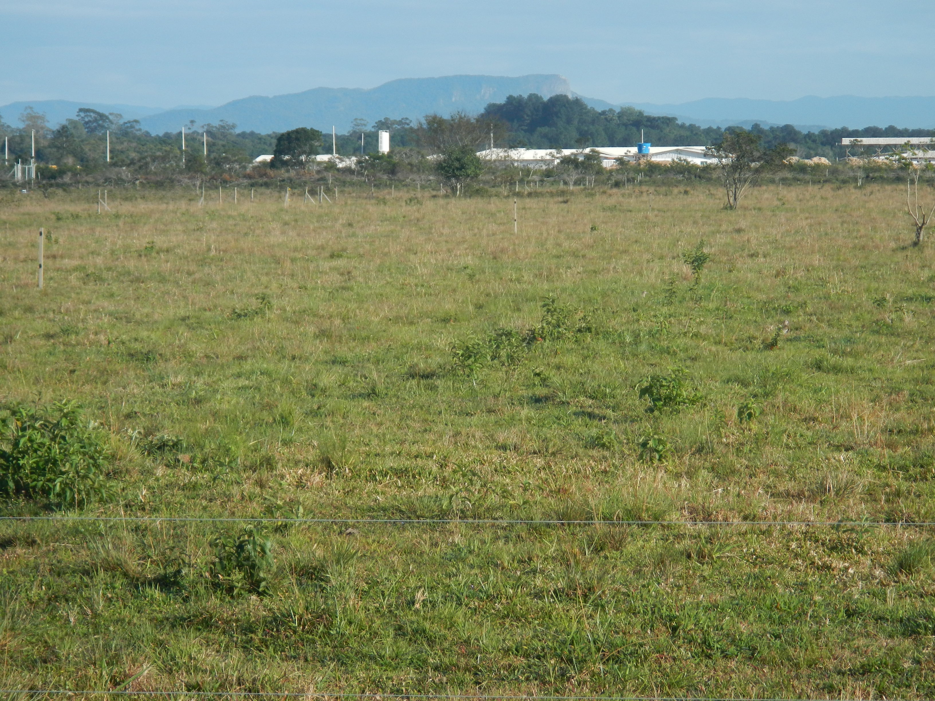 20140815 Fazenda Pastagem bovinos e futuro aeroporto 001.jpg