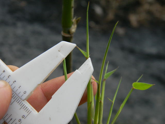 20140819 Fazenda Bambu Experimento propagação brotação 089.jpg