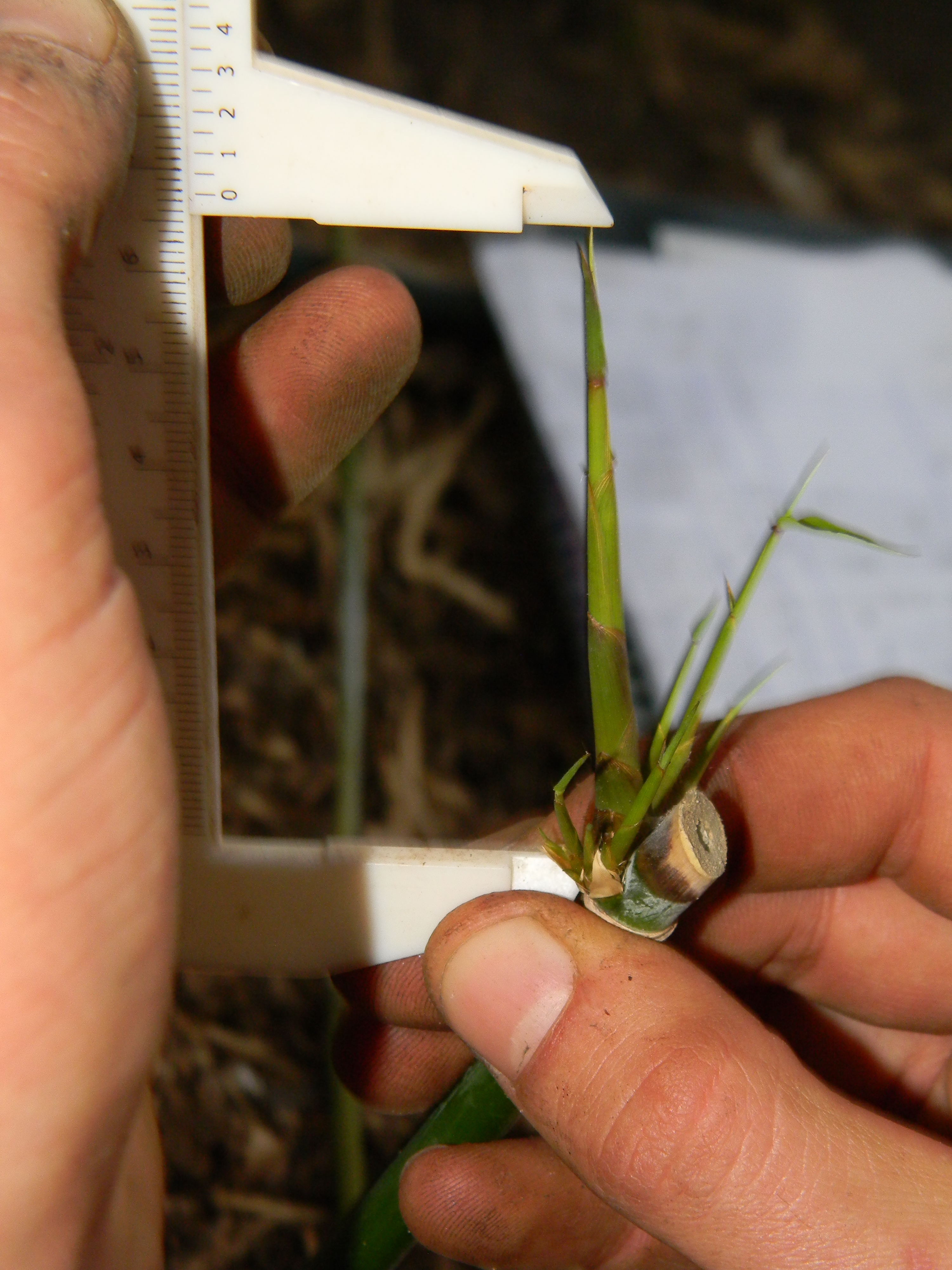 20140819 Fazenda Bambu Experimento propagação brotação 152.jpg