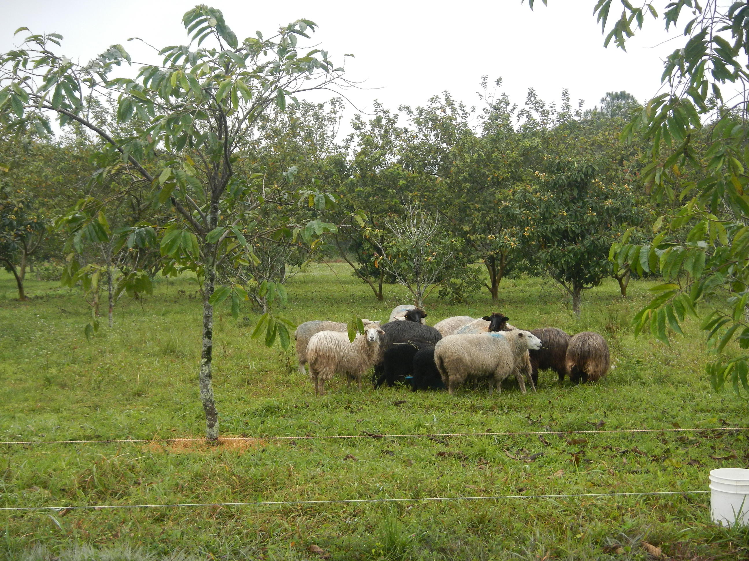20140820 Fazenda Ovinocultura Ovelhas 001.jpg
