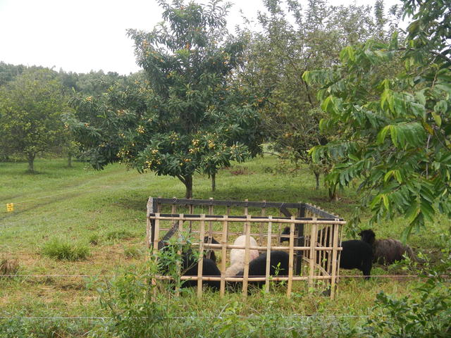 20140820 Fazenda Ovinocultura Ovelhas 002.jpg