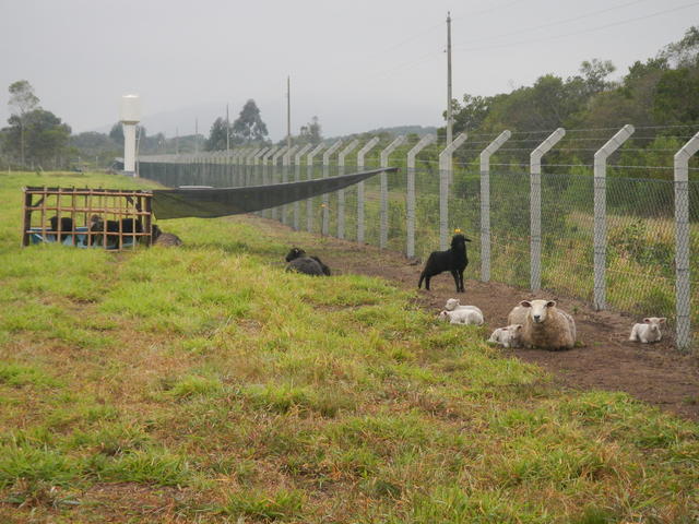 20140820 Fazenda Ovinocultura Ovelhas 004.jpg