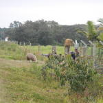 20140820 Fazenda Prática Manejo Pastagem sobressemeadura 006.jpg