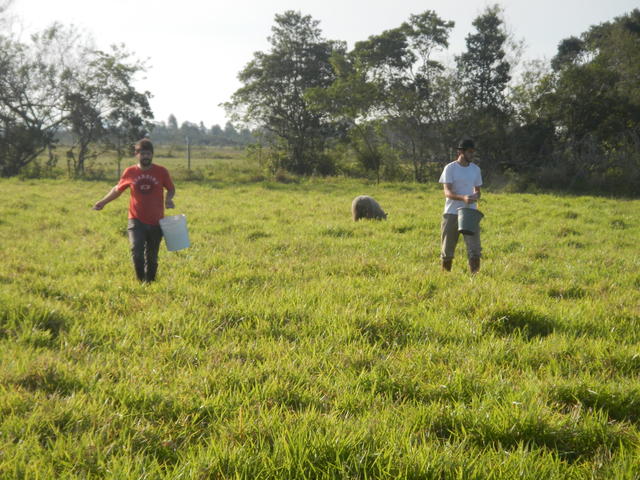 20140820 Fazenda Prática Manejo Pastagem sobressemeadura 026.jpg