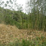 20140820 Fazenda Bambu Manejo touceira Bambusa tuldoides 001.jpg