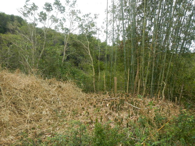 20140820 Fazenda Bambu Manejo touceira Bambusa tuldoides 001.jpg