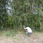 20140820 Fazenda Bambu Manejo touceira Bambusa tuldoides 002.jpg