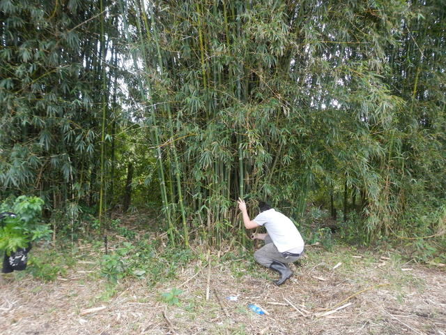 20140820 Fazenda Bambu Manejo touceira Bambusa tuldoides 002.jpg