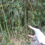 20140820 Fazenda Bambu Manejo touceira Bambusa tuldoides 003.jpg