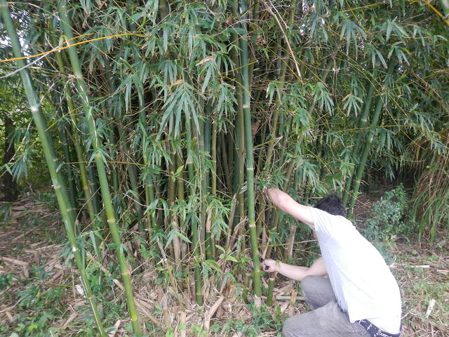 20140820 Fazenda Bambu Manejo touceira Bambusa tuldoides 003.jpg