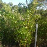 20140821 Fazenda Bambu Guadua angustifolia ADAE 001.jpg