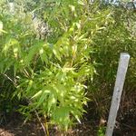 20140821 Fazenda Bambu Guadua angustifolia ADAE 002.jpg