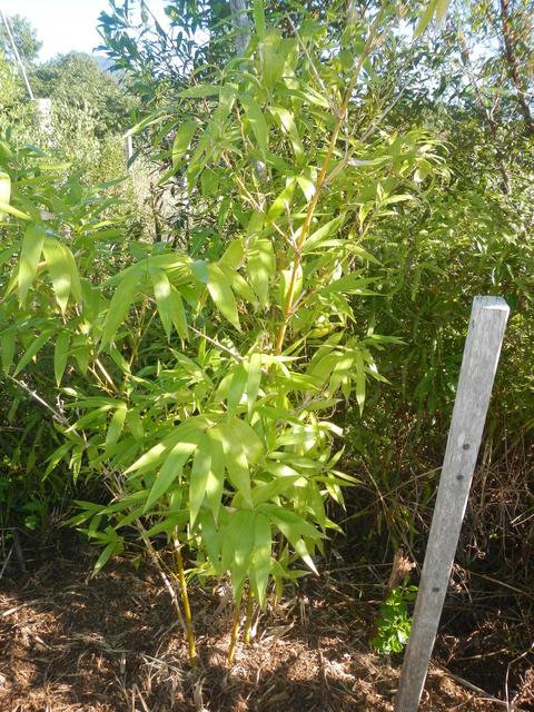 20140821 Fazenda Bambu Guadua angustifolia ADAE 002.jpg