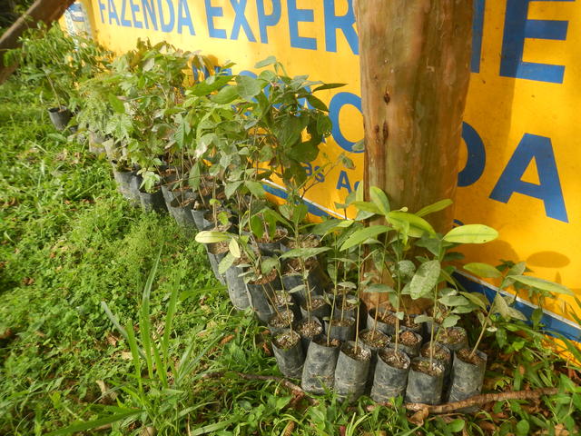 20140915 Fazenda Mudas árvores nativas doadas Sul Catarinense 002.jpg