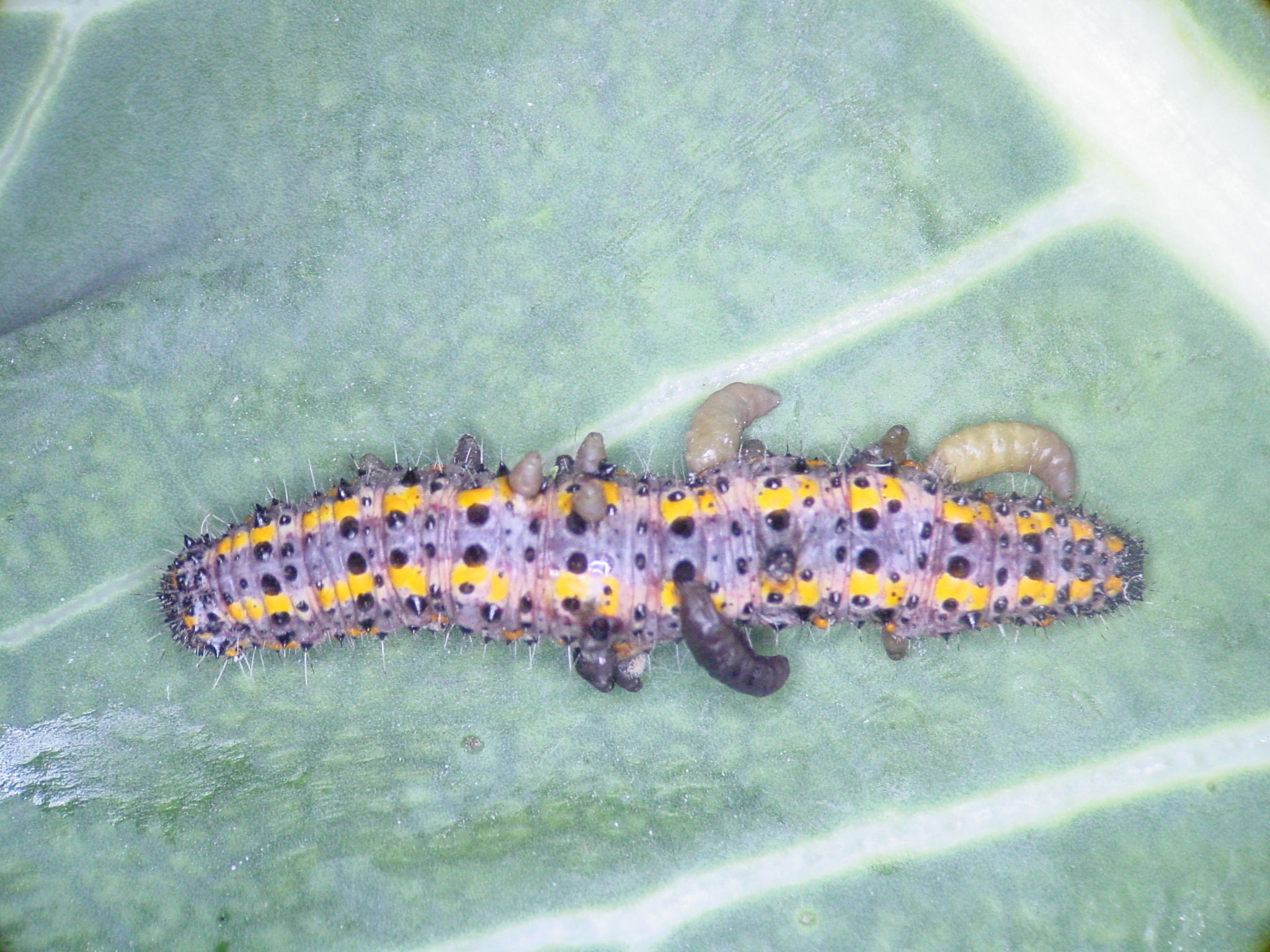 Tautodice parasitada