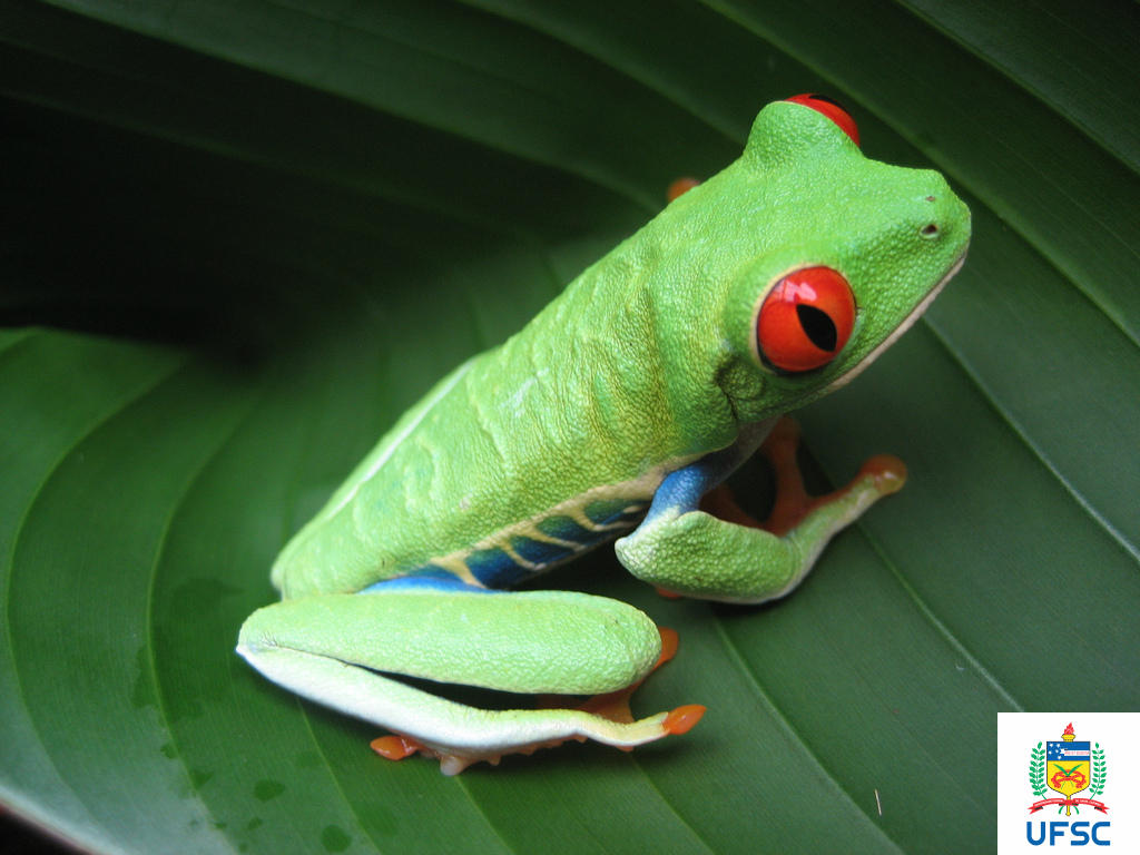 Costa Rican Frog