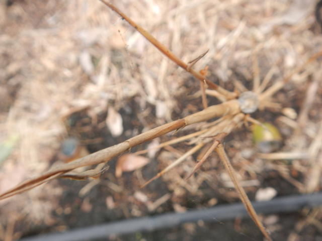 20140930 Fazenda Bambu experimento CNPq ramos secos 002.jpg