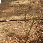 20141002 Fazenda Bambu experimento CNPq ramos secos 002.jpg