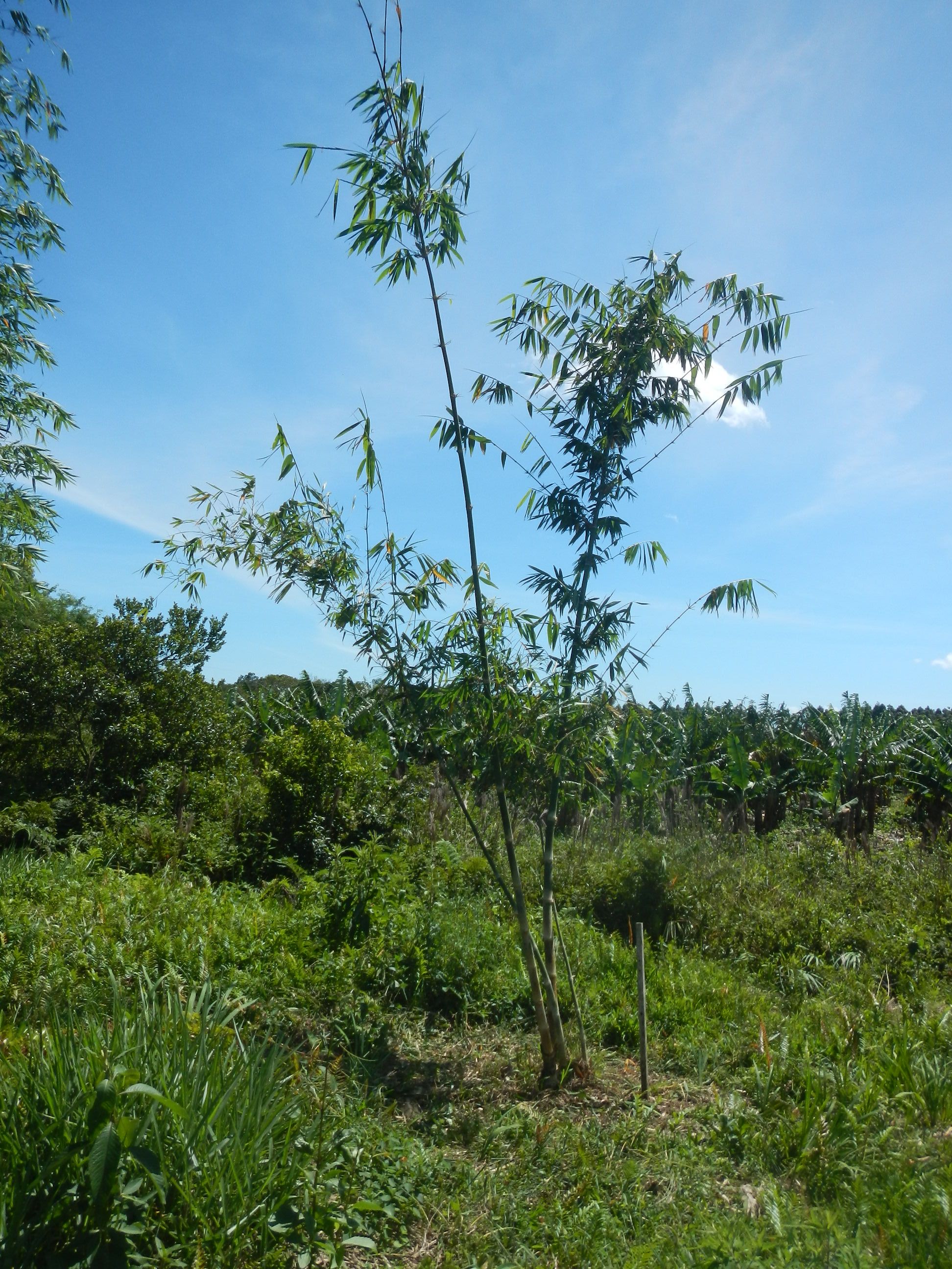 20141002 Fazenda Bambus Silvicultura coleção Dendrocalamus asper.jpg
