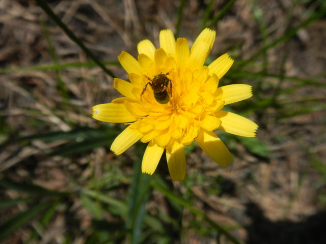 20141002 Fazenda Florada entomologia abelha nativa 001.jpg