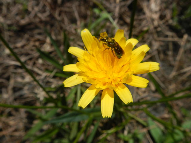 20141002 Fazenda Florada entomologia abelha nativa 002.jpg
