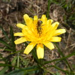 20141002 Fazenda Florada entomologia abelha nativa 003.jpg