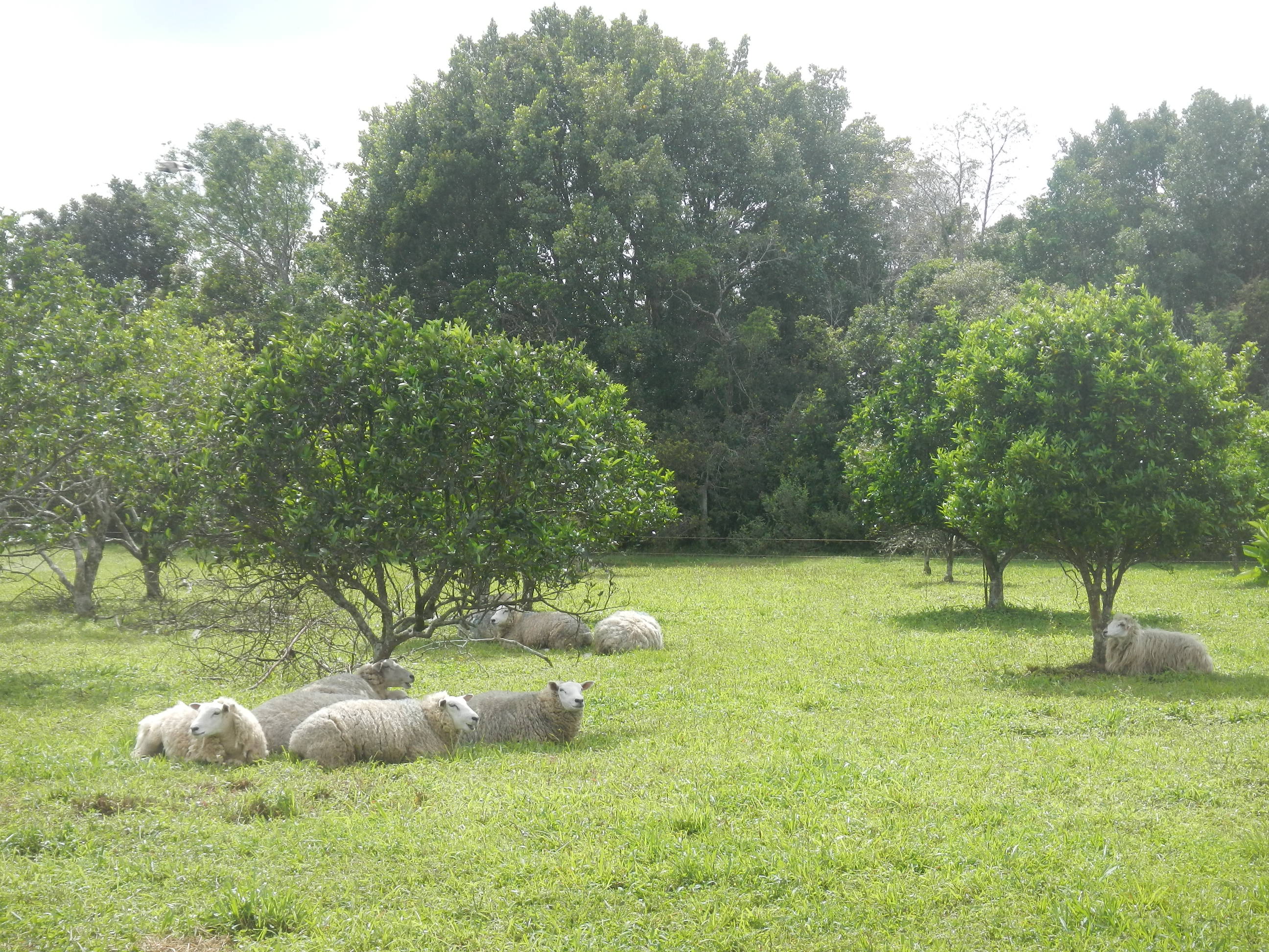 20141003 Fazenda Fruticultura Pomar Ovinocultura Ovelhas pastando sob árvores.jpg